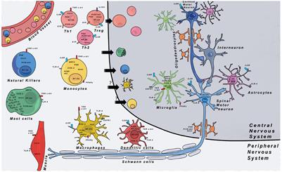 Neuroinflammation in Amyotrophic Lateral Sclerosis and Frontotemporal Dementia and the Interest of Induced Pluripotent Stem Cells to Study Immune Cells Interactions With Neurons